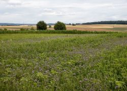 Kaub_-_St.GOH_2025-07-20_-___0032_3240x2160