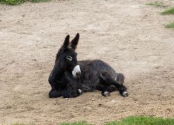 Kaub_-_St.GOH_2025-07-20_-___0036a_3240x2160