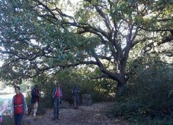 Guldental_12 Guldental_12