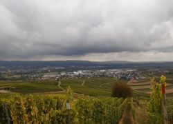 Guldental_13 Guldental_13