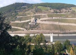 Guldental_17 Guldental_17