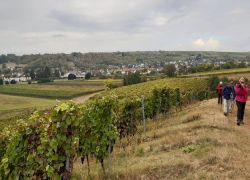 Guldental_3 Guldental_3