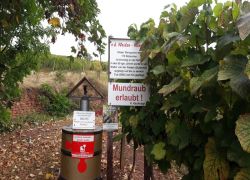 Guldental_4 Guldental_4