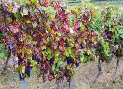 Guldental_5 Guldental_5