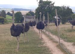 Straußen_5