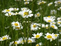 Wandern-22.05.2018_033 Wandern-22.05.2018_033